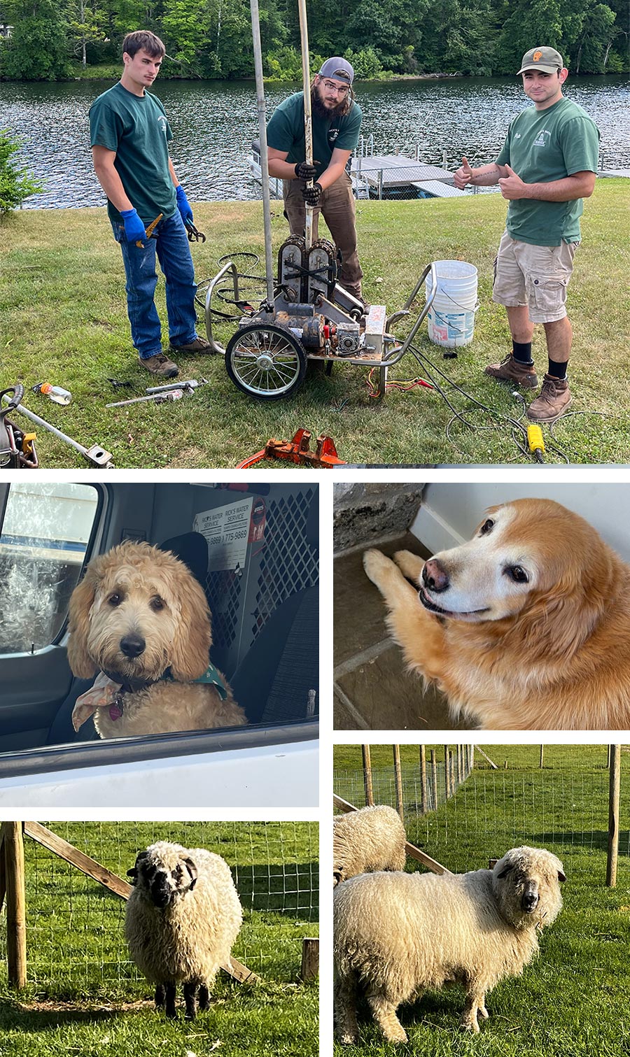 collage of company team members both human and animal including two dogs and two sheep
